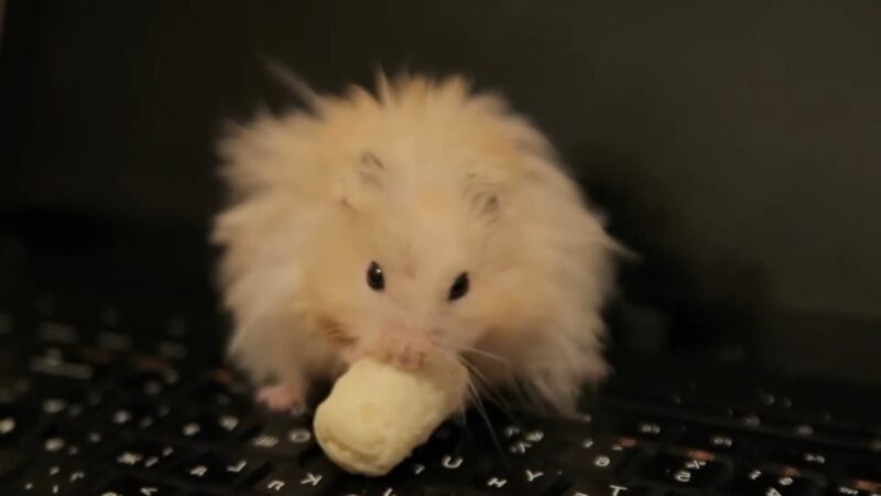 White hamster eats banana