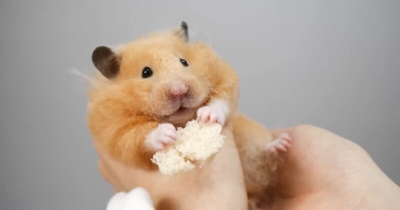 Can Hamsters Eat Apples