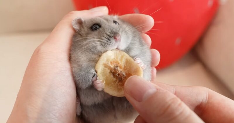 Can Hamsters Eat Bananas