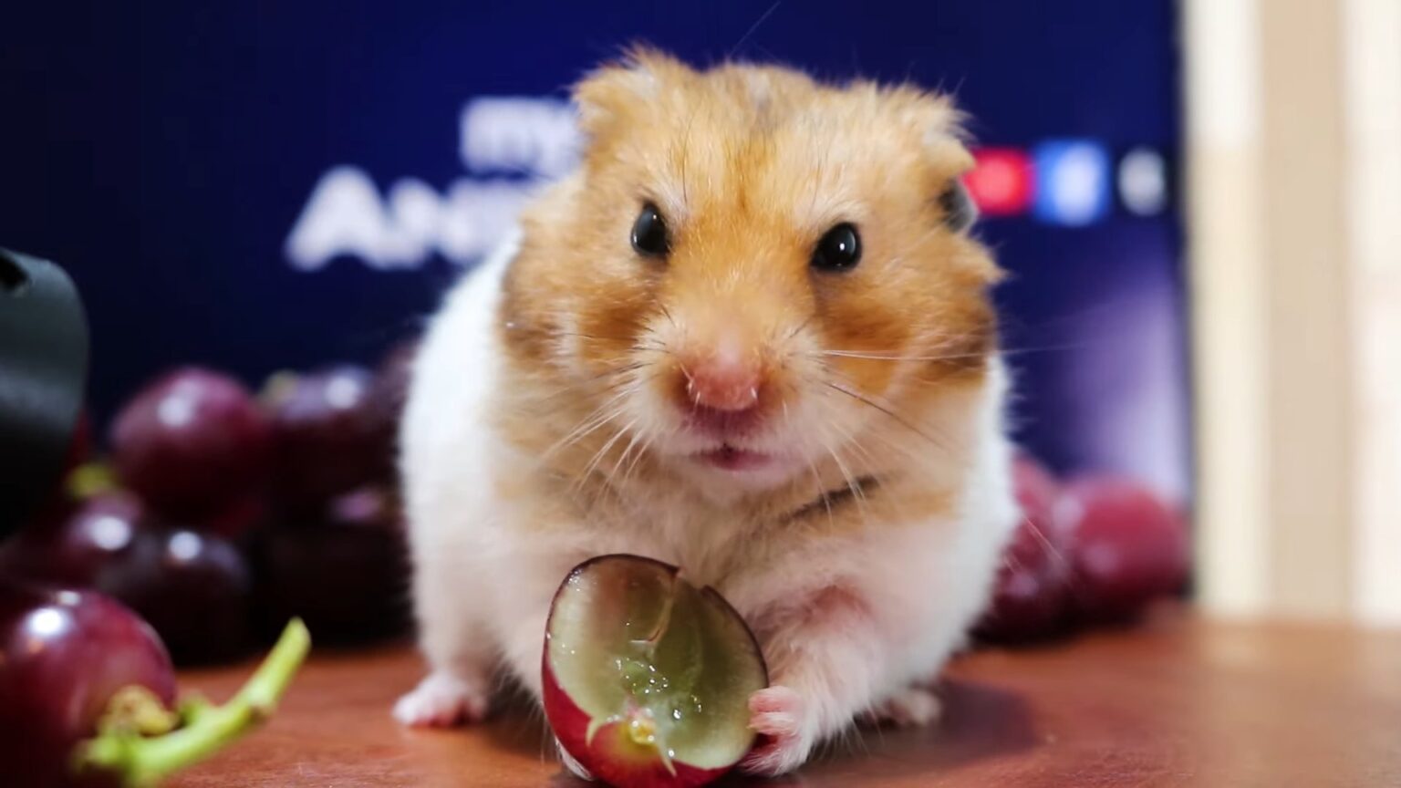 Can Hamsters Eat Grapes? Kendall Animal Clinic