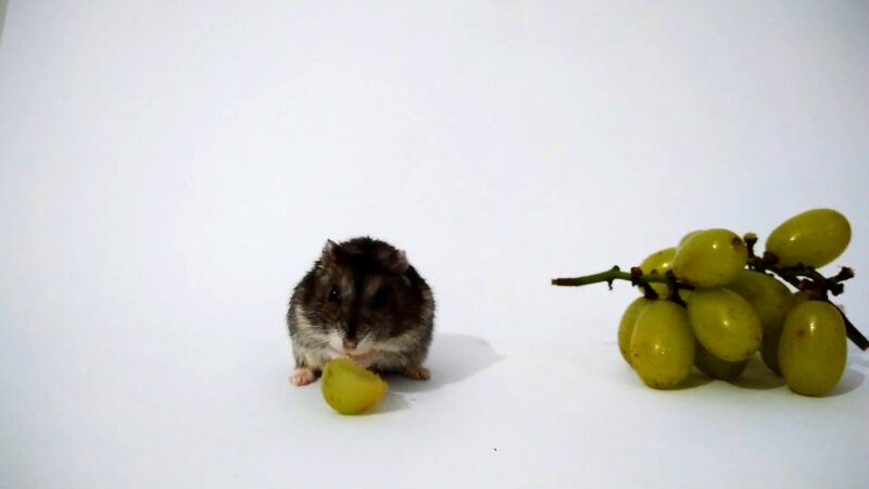 Hamster eating green grapes