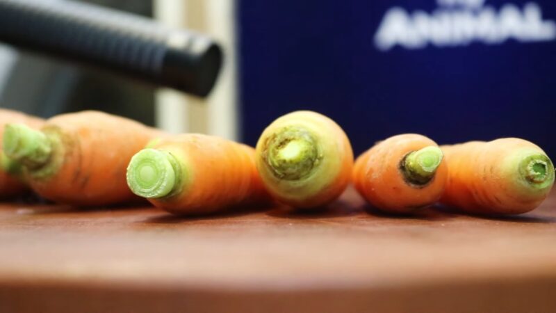 Eating Carrot