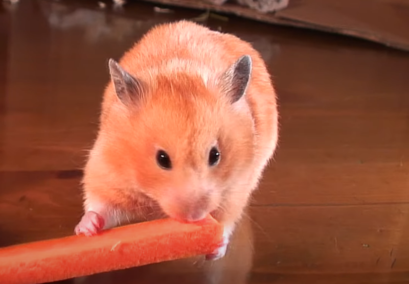 Eating Carrots