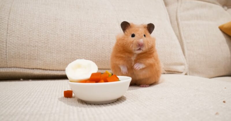 Guarantee Your Hamster's Cheese Enjoyment