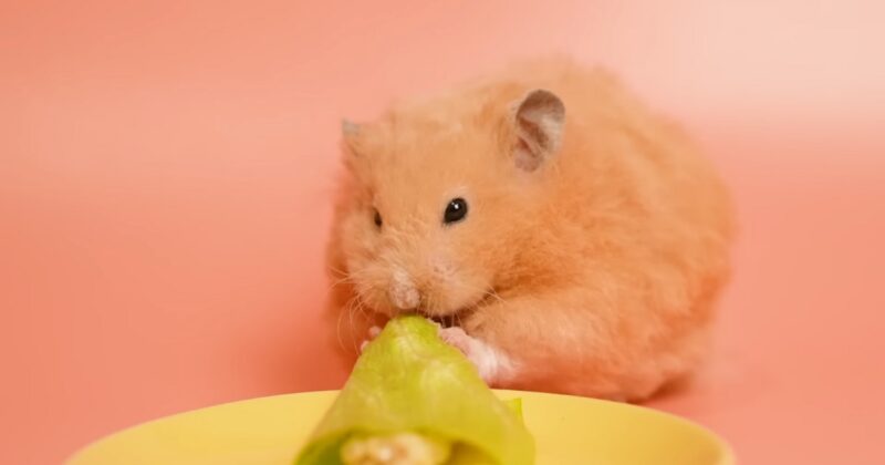 Hamsters Eat Apples