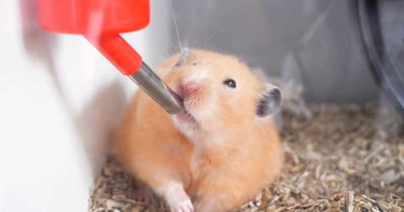Hamsters Eat Bananas Conclusion