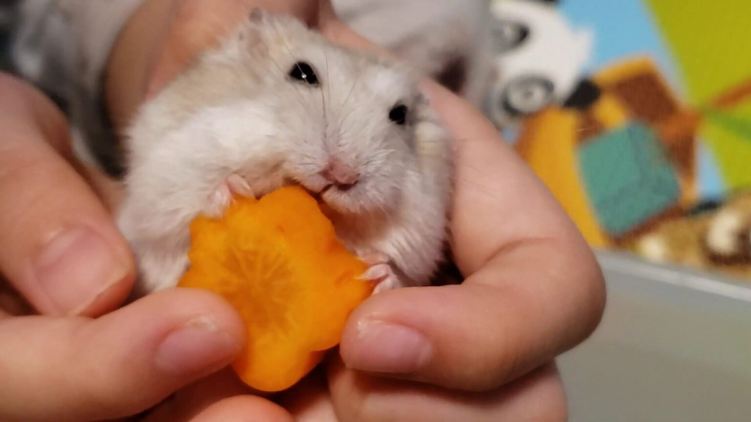 Can Hamsters Eat Carrots? Kendall Animal Clinic