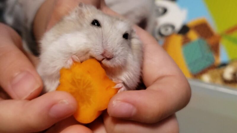 Hamster's first time eating carrots