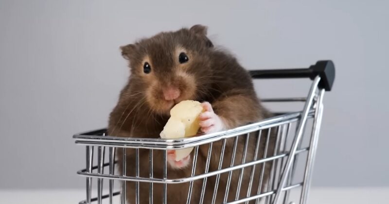 The Safety of Cheese for Hamsters