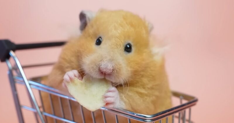 What Are The Edible Parts Of An Apple For Hamsters
