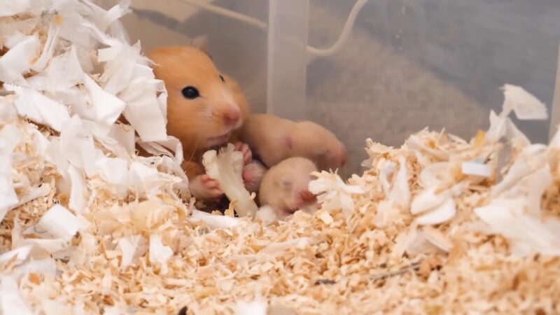 Baby Hamster with their mom