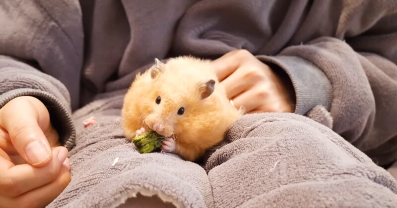 Can Hamsters Eat Avocado