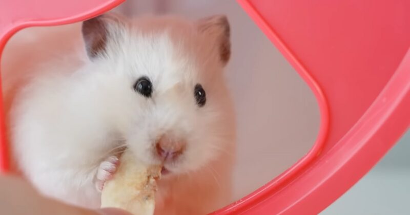 Can Hamsters Eat Cantaloupe