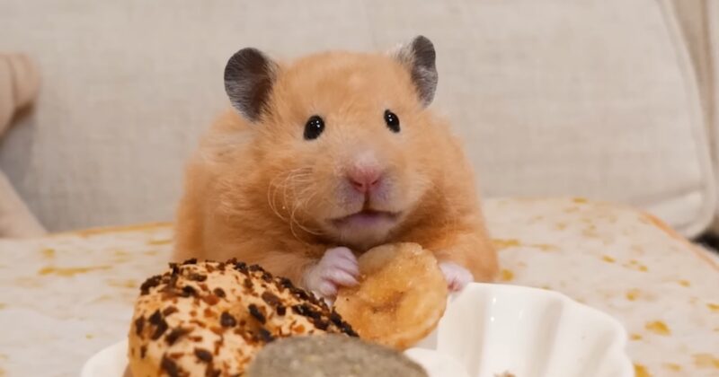Can Hamsters Eat Cantaloupe Conclusion