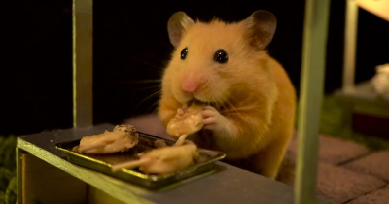 Picture Idea: Can Hamsters Eat Chocolate Unveiling The Truth About This Potentially