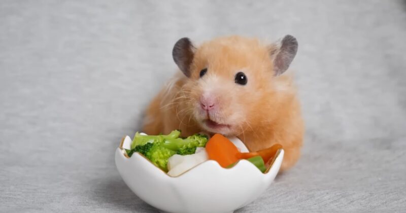 Can Hamsters Eat Conclusion
