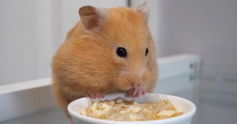 Can Hamsters Eat Guinea Pig Food