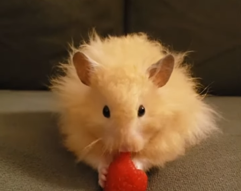 Can hamster eat raspberry