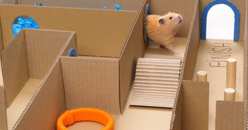 DIY Maze Toys For Hamsters