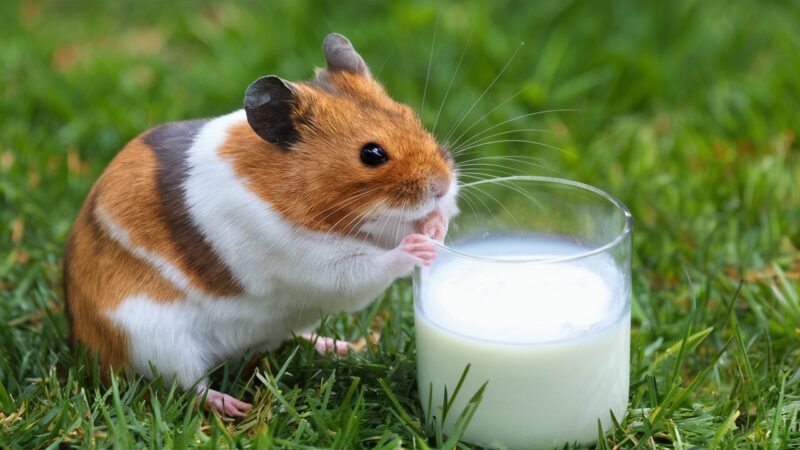 Dairy for hamsters
