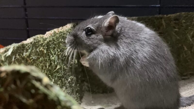 Differences between gerbils and hamsters