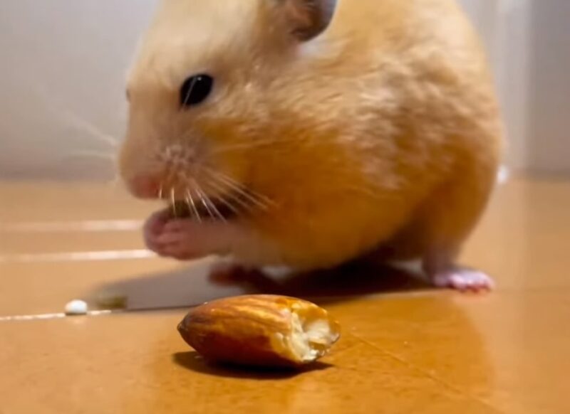 Can Hamsters Eat Almonds? Kendall Animal Clinic
