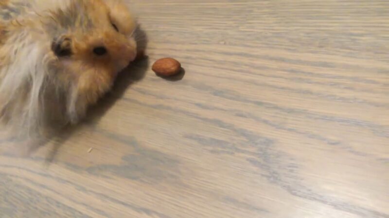 Do hamsters like almonds