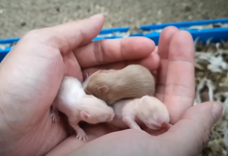 Do not touch hamster babies