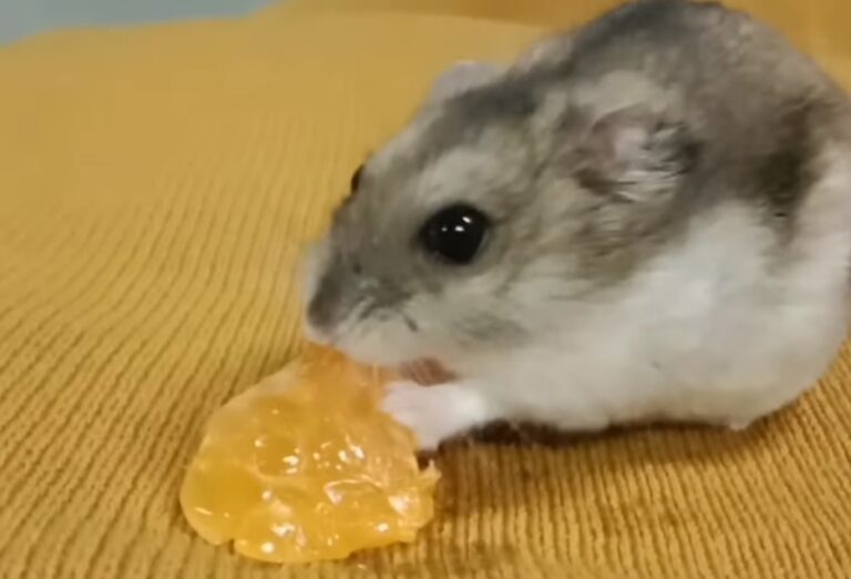 Can Hamsters Eat Oranges? Kendall Animal Clinic