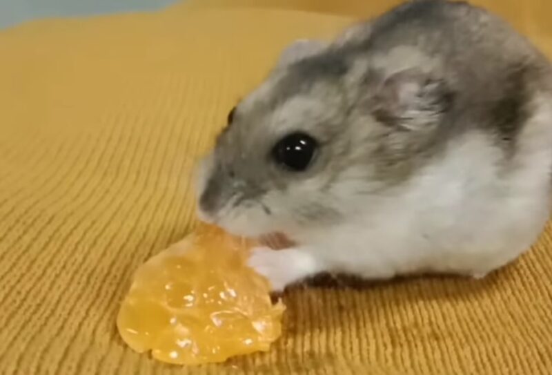 Does hamster likes orange
