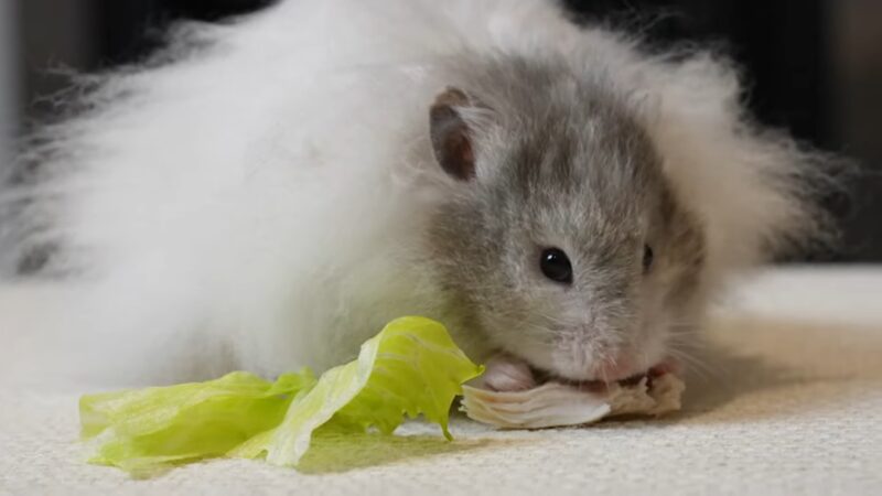 Does hamsters like chicken