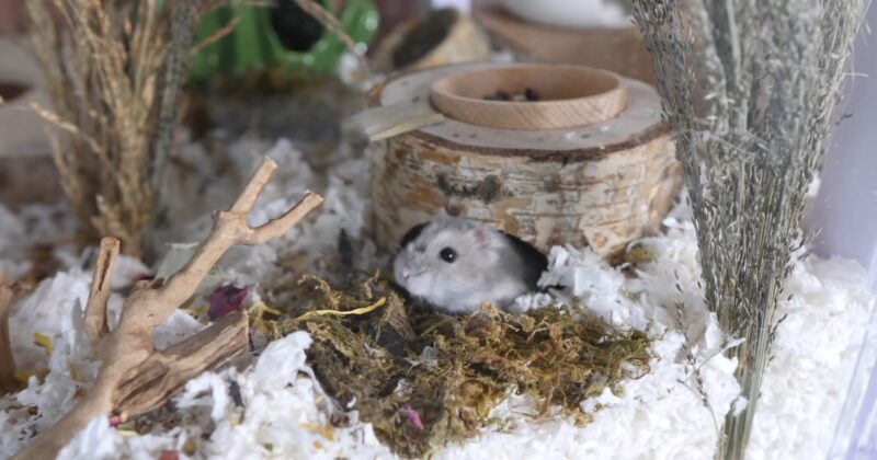 Dwarf Campbell Russian Hamsters