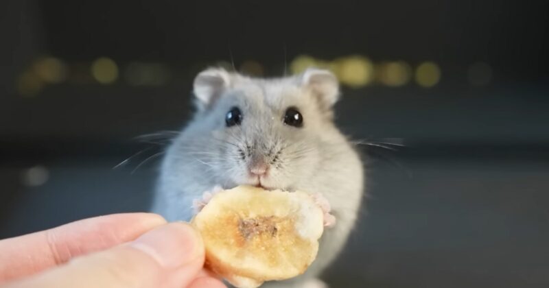 Dwarf Winter White Russian Hamsters