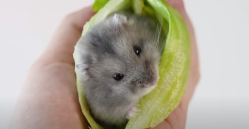 Eating lettuce and carrot