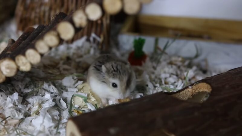 Feeding hamster with the raisin