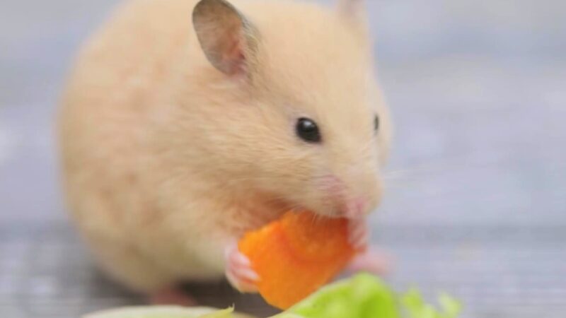 Gerbil and hamster care tips
