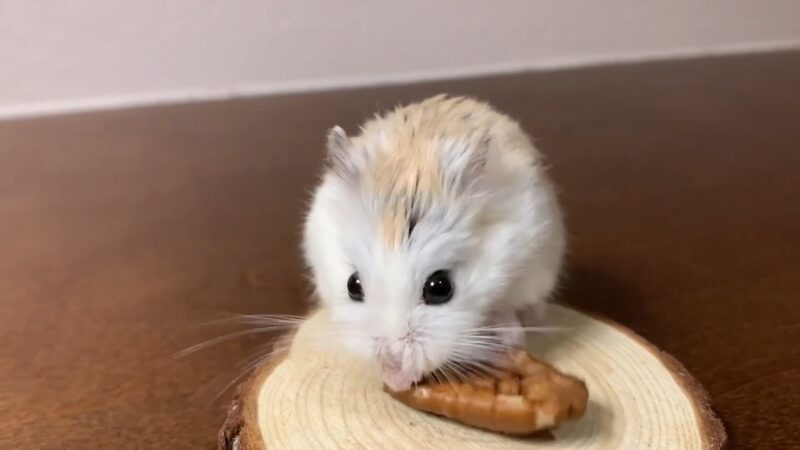 Hamster Tries Pecan