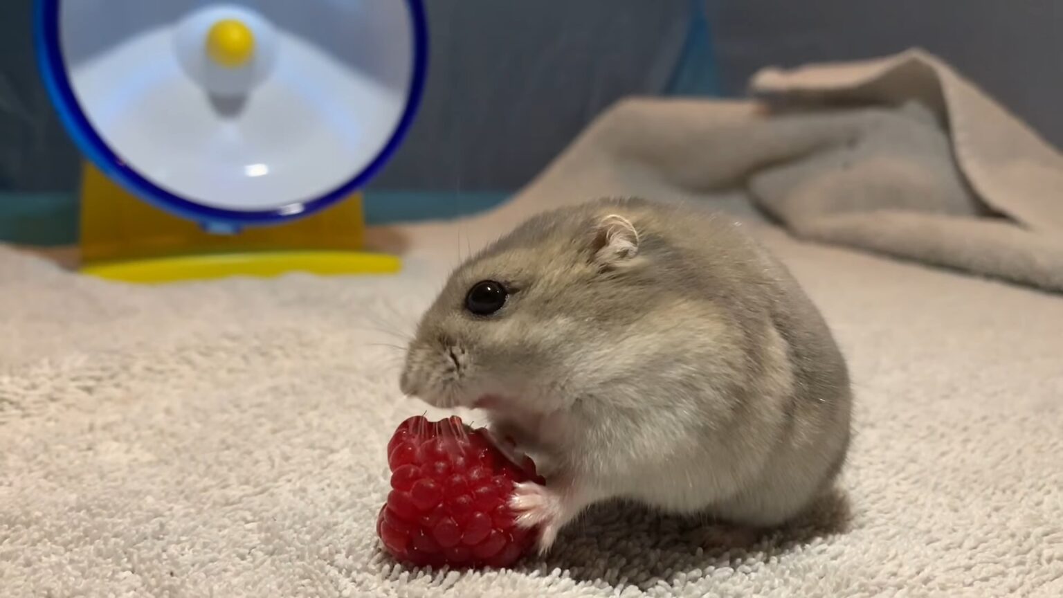 Can Hamsters Eat Raspberries? Kendall Animal Clinic