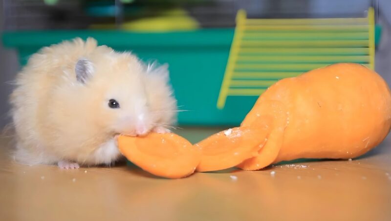 Hamster longevity