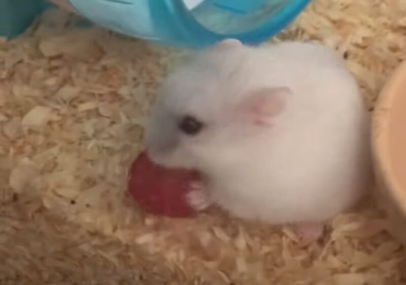 Hamster tries raspberry