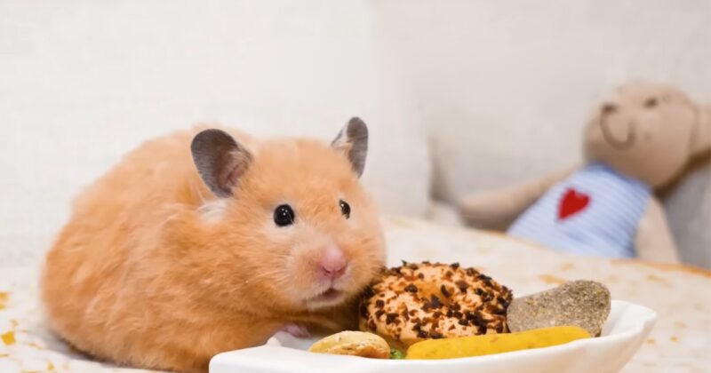 Hamsters Eat Chocolate Conclusion