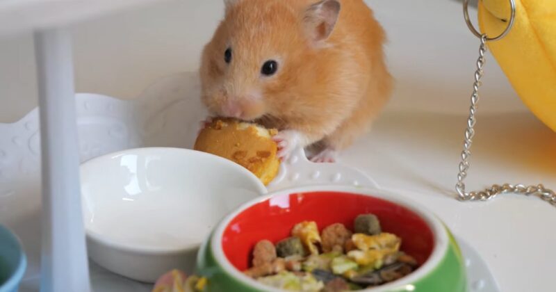 Hamsters Eat Guinea Pig Food