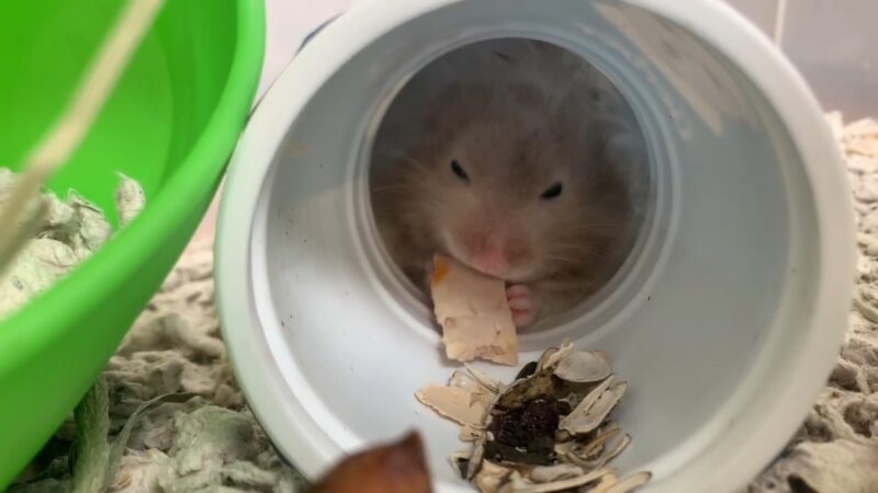 Hamsters eat chicken meat