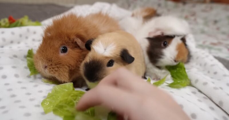 Is Putting Guinea Pigs And Hamsters Together A Good Idea