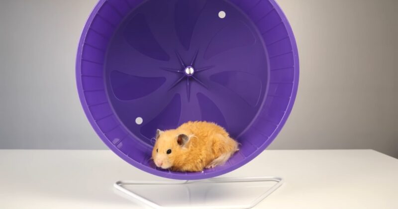 Making A Hamster Wheel