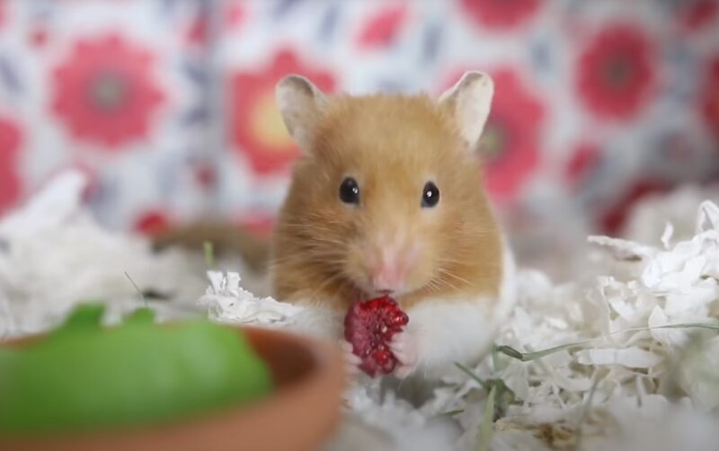 Roborovski Dwarf Hamsters diet
