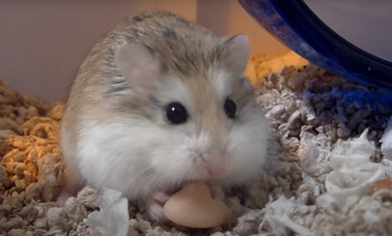 Roborovski Dwarf Hamsters fact