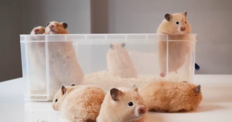Tips To Keep Hamsters Together