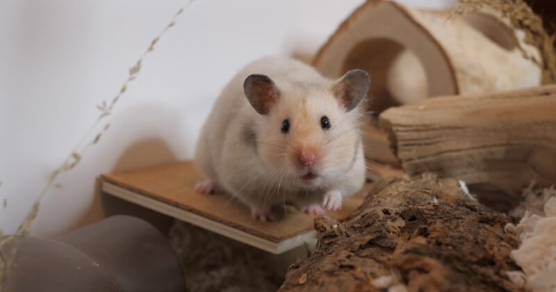 Tunnels For Hamsters