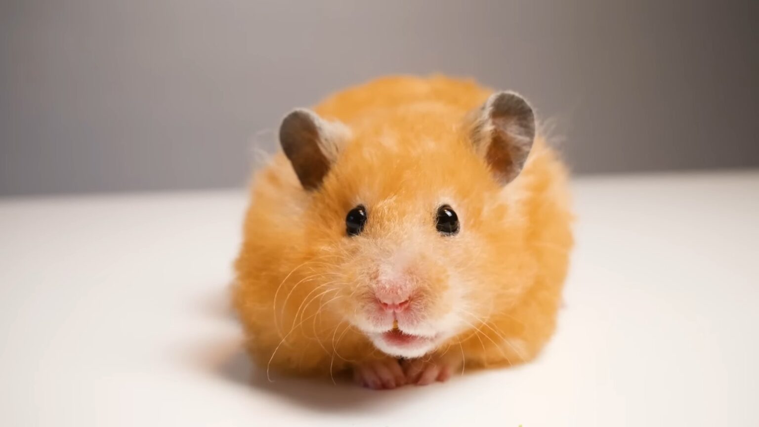 Can Hamsters Eat Raisins? Kendall Animal Clinic